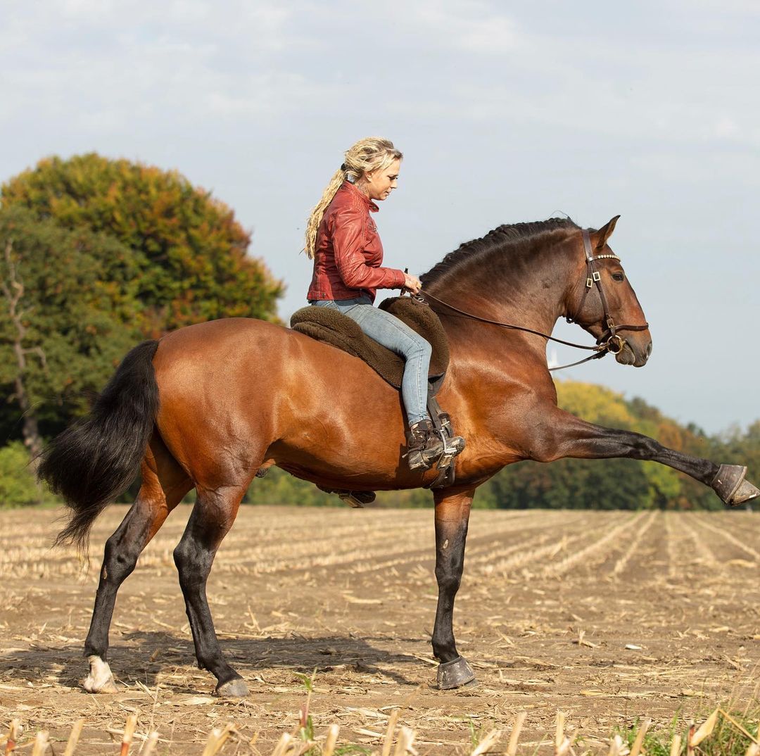 Brambilla Bachmann Dressage